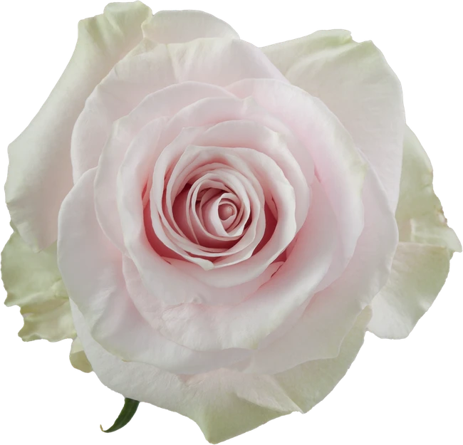 Rose Pk Mondial 50cm Florecal