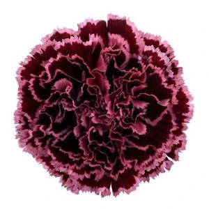 Carnation Sel Nobbio Blackheart holex
