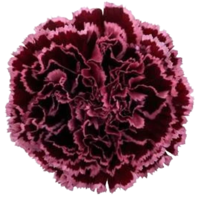 Carnation Sel Nobbio Blackheart holex