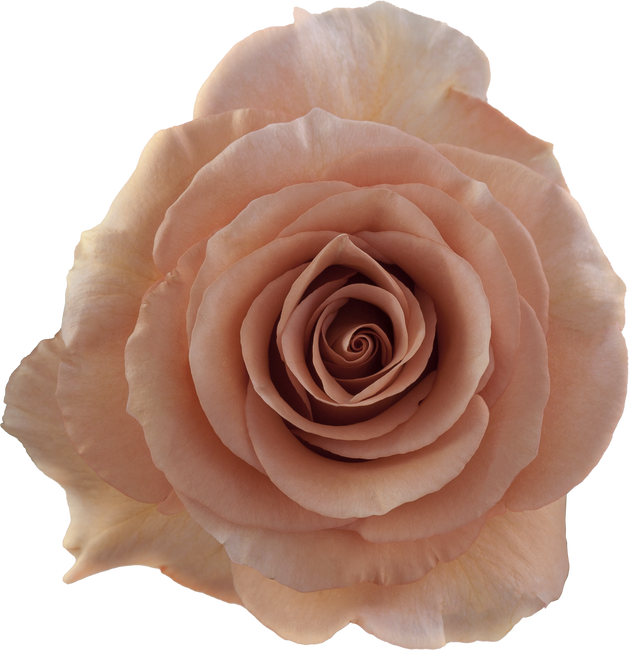 Rose Moab 60cm rprima