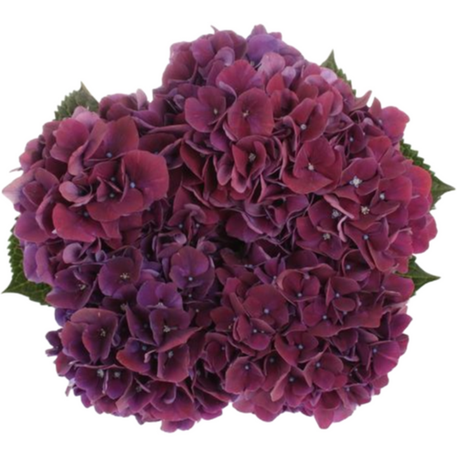 Hydrangea Mag Ruby Red Purple