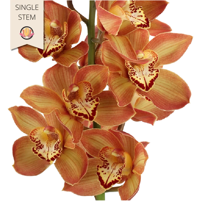 Cymbidium Bronze Tiger holex(S