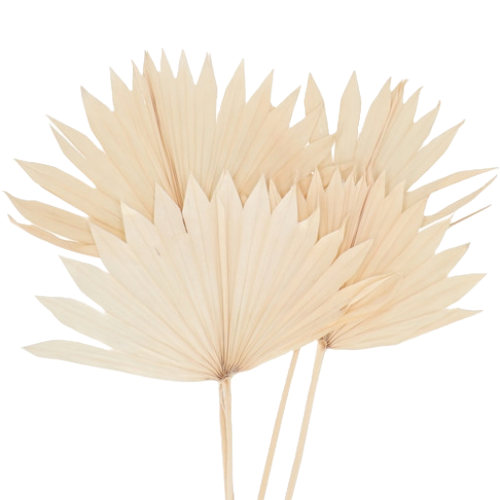 Palm Sun Bleached holl