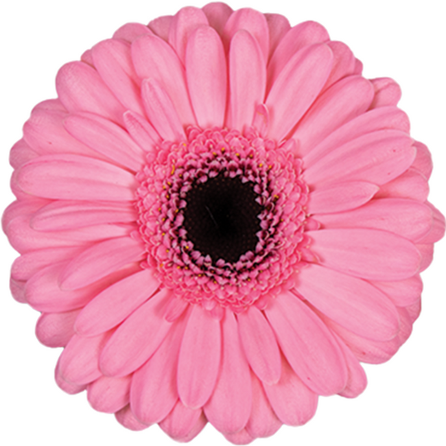 Germin Smart can. pink