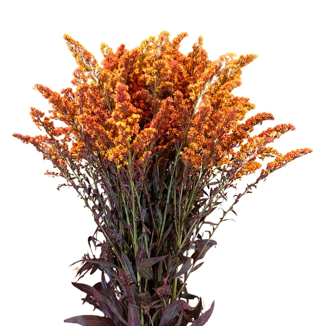Solidago CandyCorn MELLANO