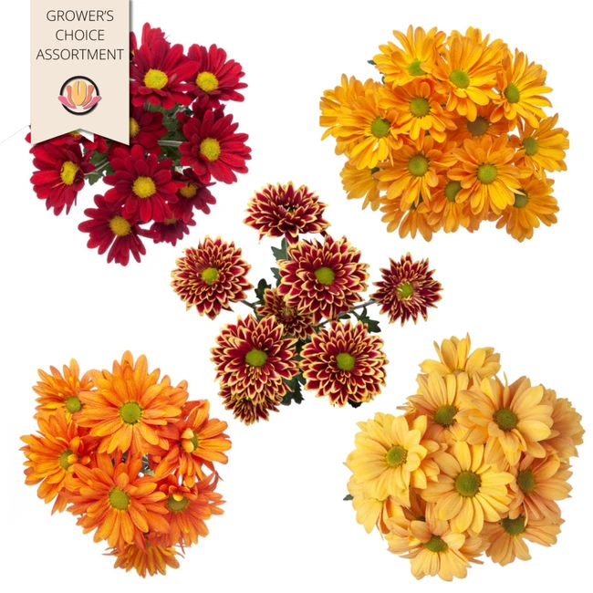 Pom Daisy FALL (12case)sole