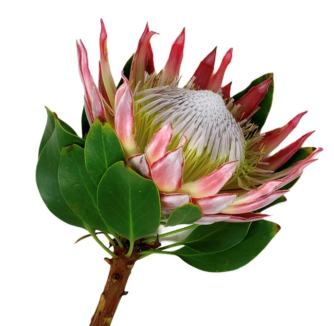 Protea King anton(STEM)