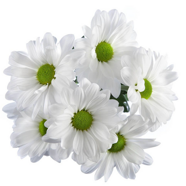 Pom Daisy Alma White galleria