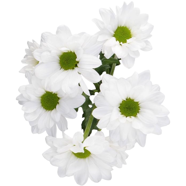 Pom Daisy Alma White Galleria