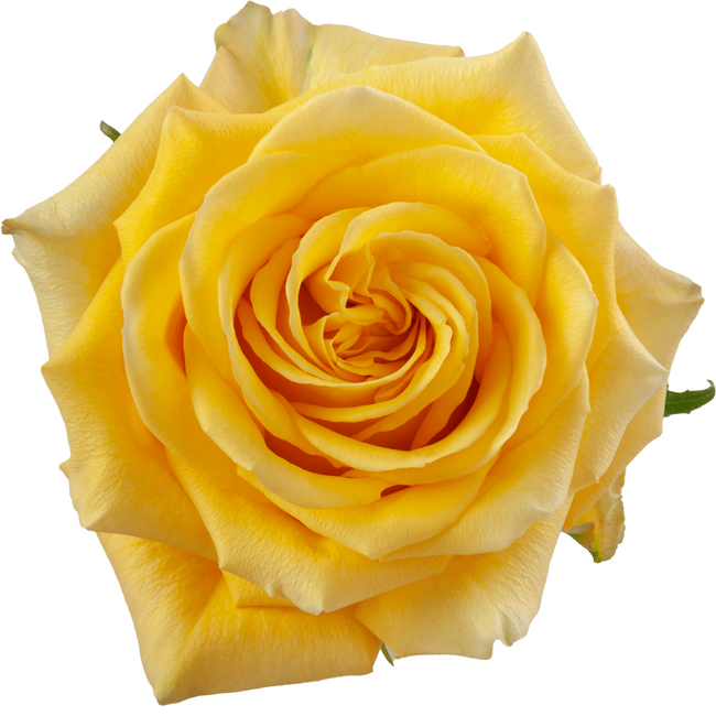 Rose Bikini 60cm toscana