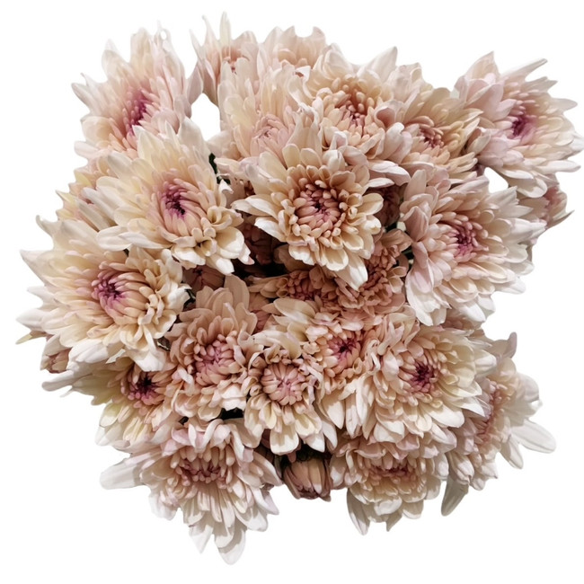 Pom Cushion Linette sole