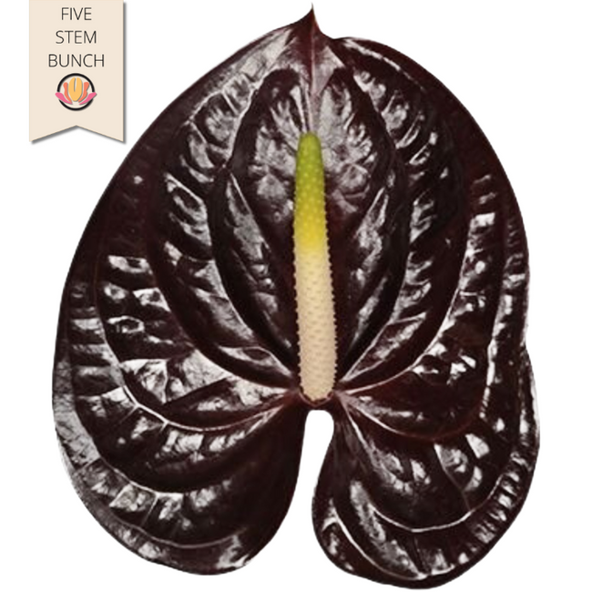 Anthurium Showtime Medium (x5 st) canada