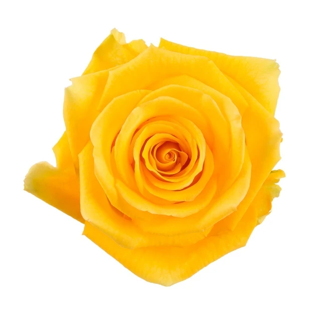 Rose LightHouse 50cm florecal