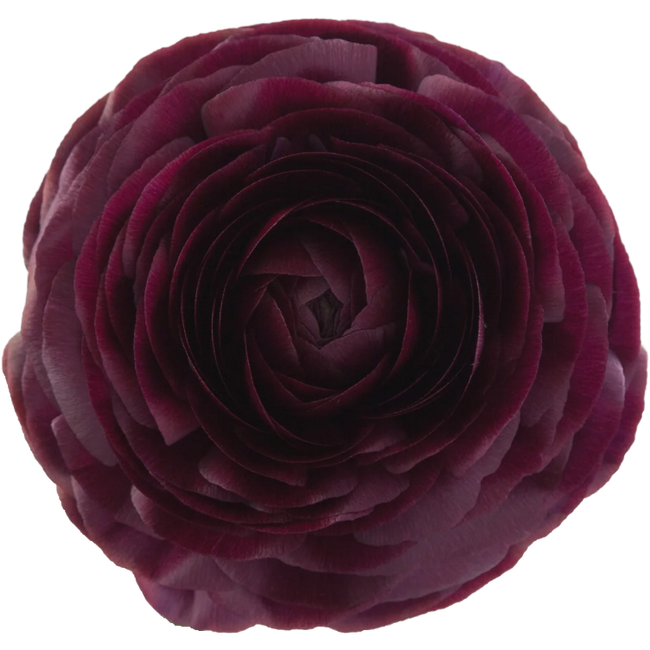 Ranunculus Purple, Rosaprima