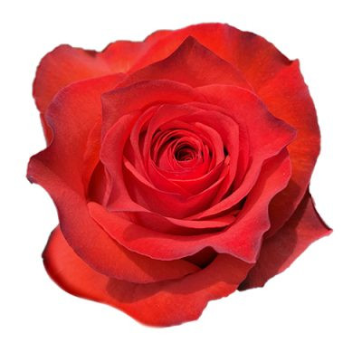 Rose Bromo 60cm florecal