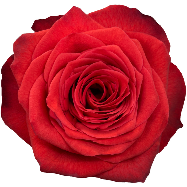 Rose Bromo 60cm florecal