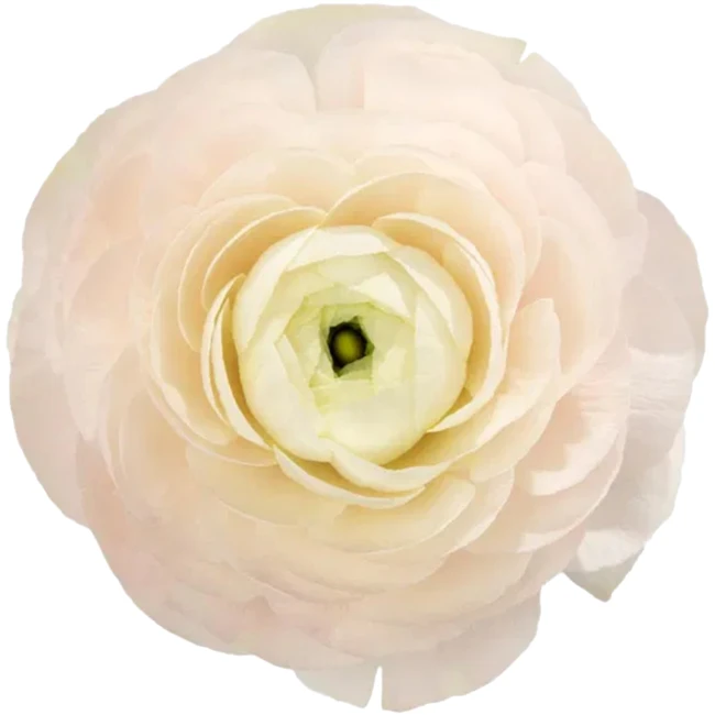 Ranunculus Cloony Hanoi rio ss