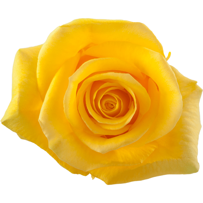 Rose Momentum 70cm rprima