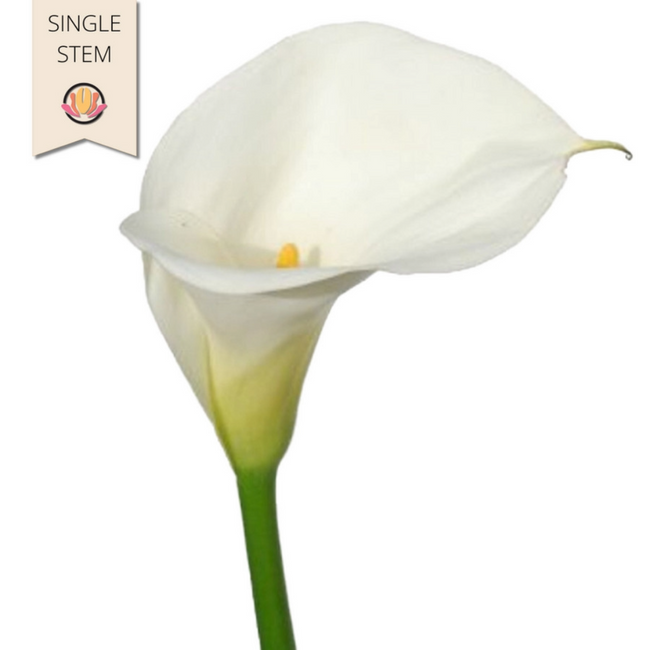 Calla White (stem) sole