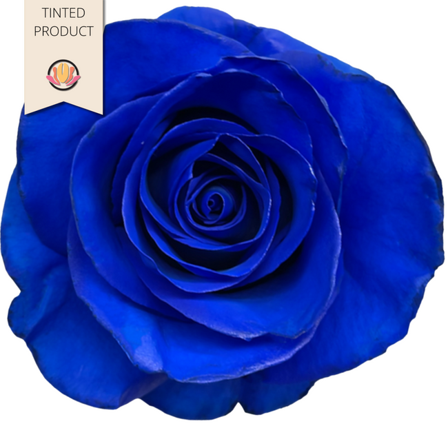 Rose Blue 50cm florecal