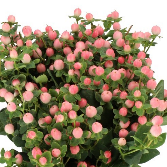 Hypericum Lovely Romance 70cm