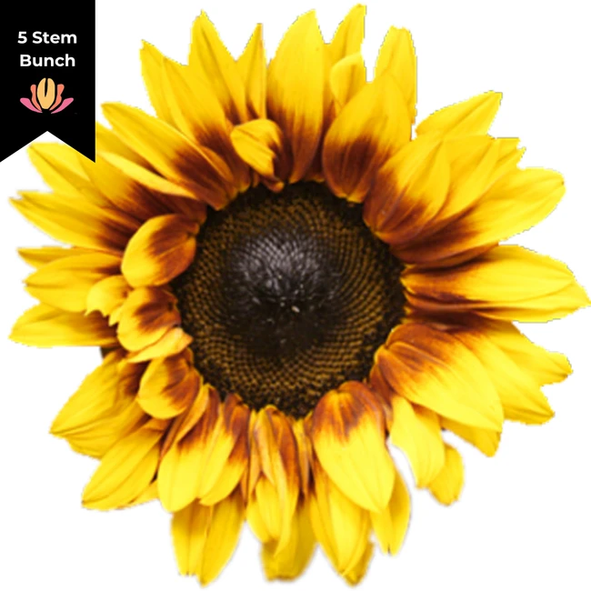 Sunflower Firewalker bella(10s