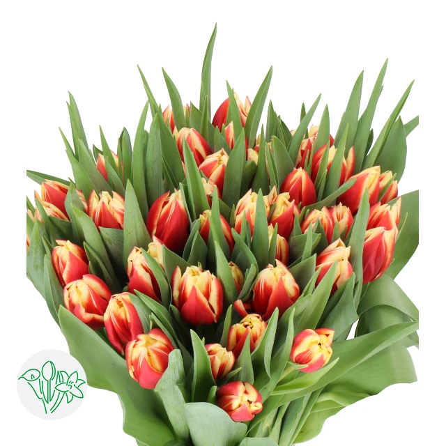 Tulip RedYellow var holl - T RED YEL HOLL