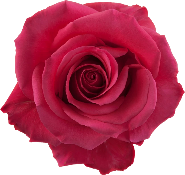 Rose PinkFloyd 50cm rfi