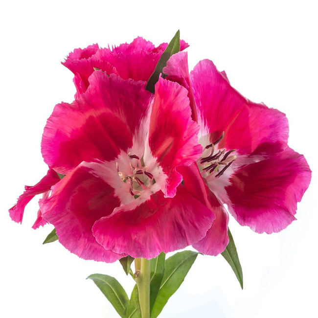 Godetia Hot Pink esmeralda sup