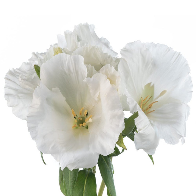 Godetia White esmeralda