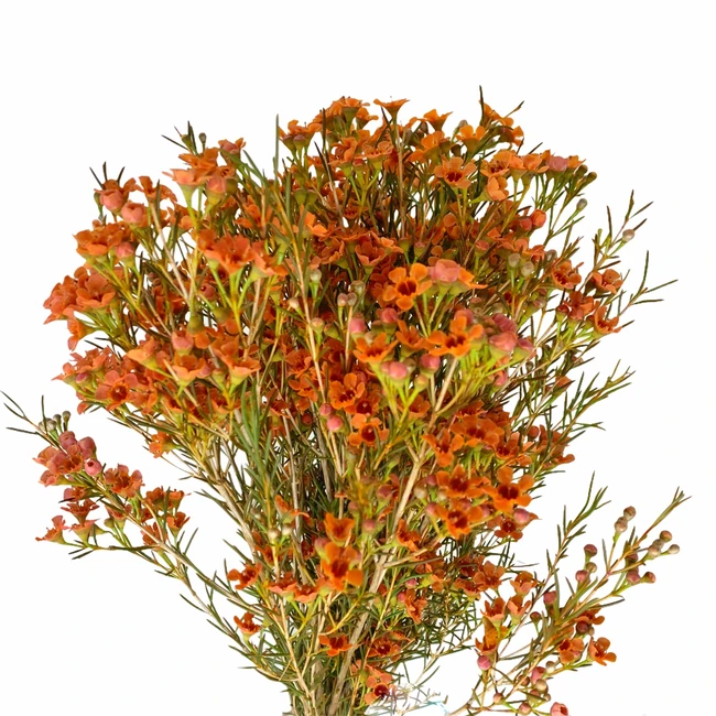 Waxflower TerraCota sole - F WAX TER SOLE