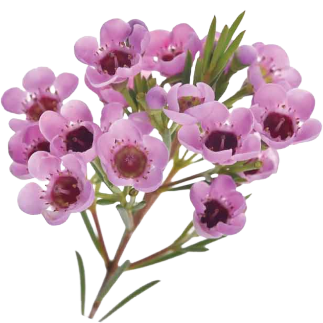 Waxflower Pink sole - F WAX PIN