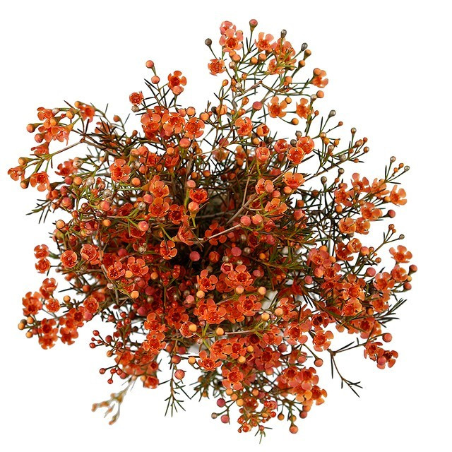 Waxflower Orange sole - F WAX ORG SOLE