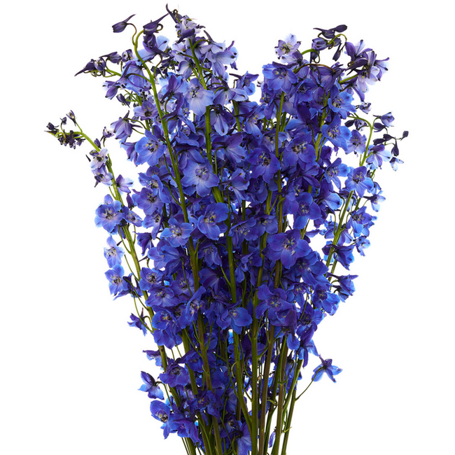 Delph DkBlue rio - DEL DK BLUE RIO