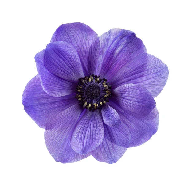 Anemonie Purple rio sel