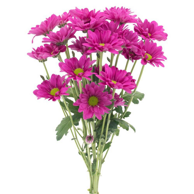 Pom Daisy Memphis rio (purple)