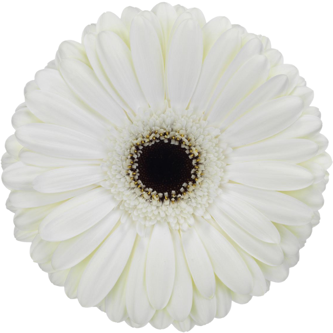 Gerber Snow King canada