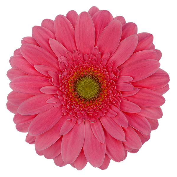 Gerber Izza Can.(pk)