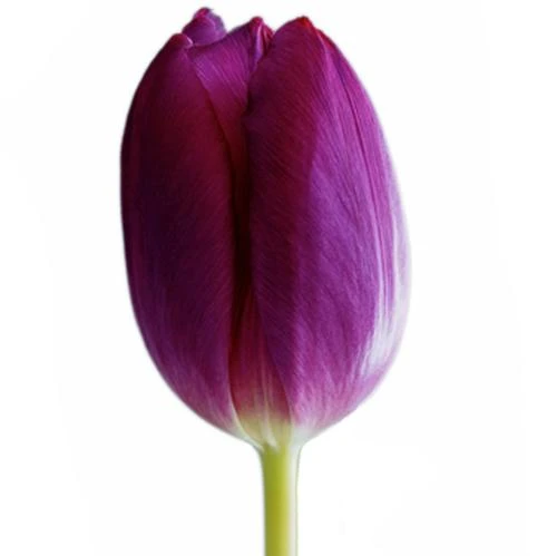 Tulip Duet holl