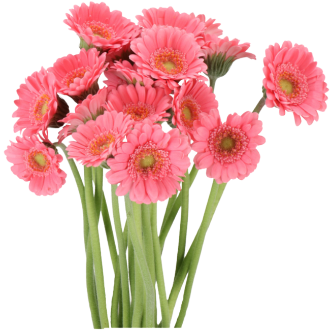 Germini Piccolini Micro Bari holl(20st)