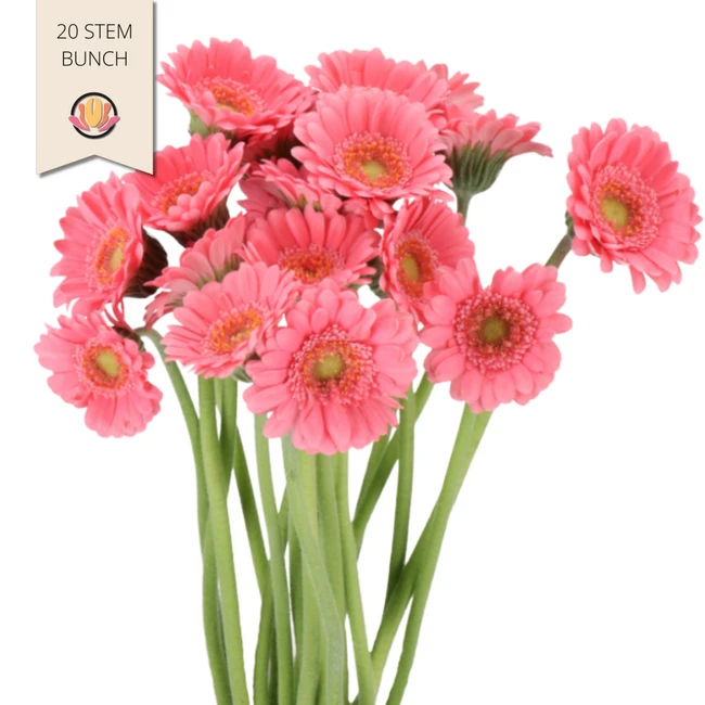 Germini Piccolini Bari holl