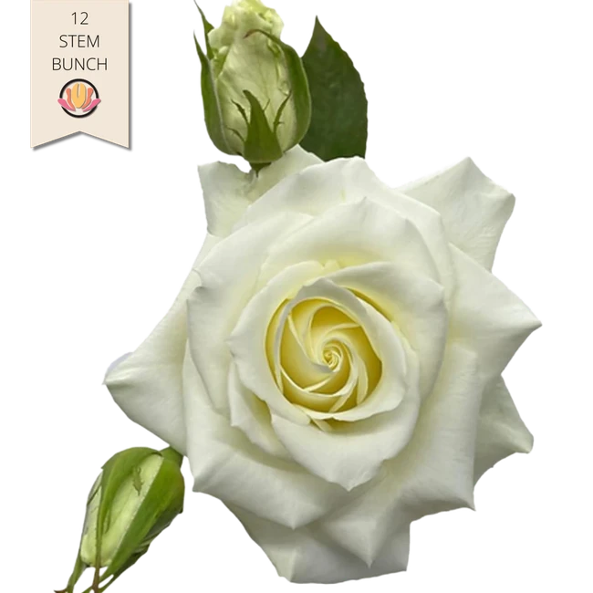 Rose Gdn Manuela 50cm (12st) florecal
