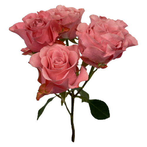 Rose Garden Spray Valentina 40cm (x10st) florecal