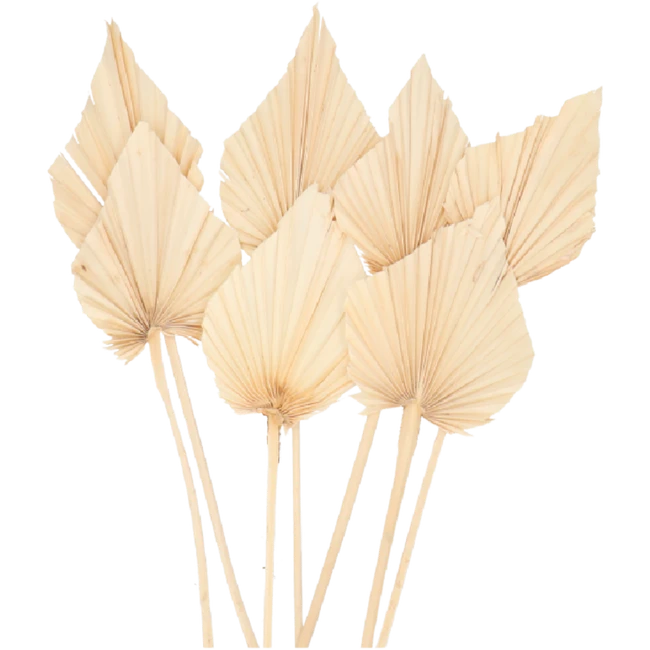 Dried Palm Spear Bleached holl