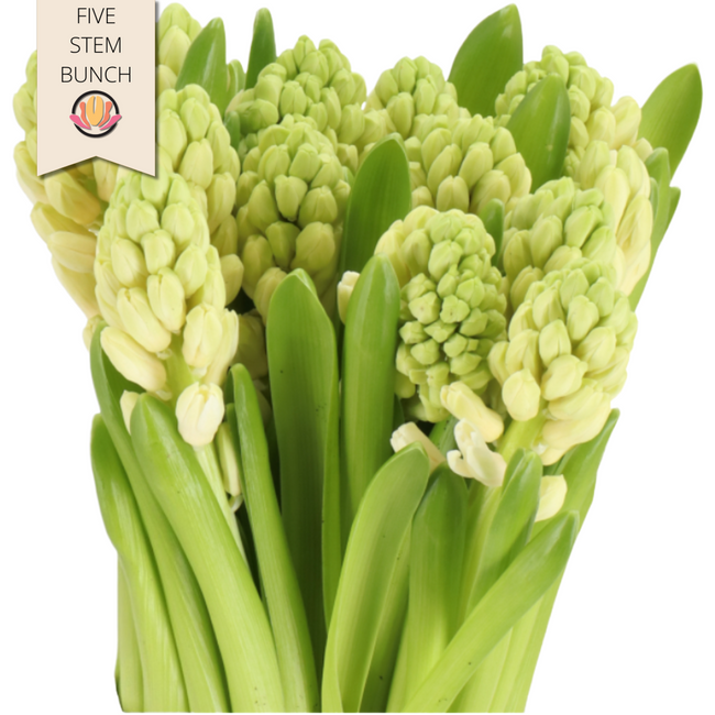 Hyacinth China White holl