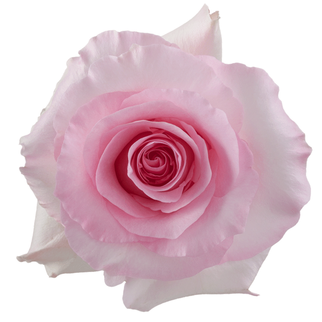 Rose Christa 60cm rprima
