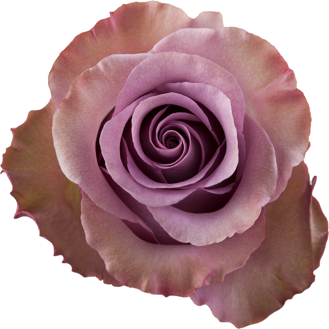 Rose Govinda 60cm tessa