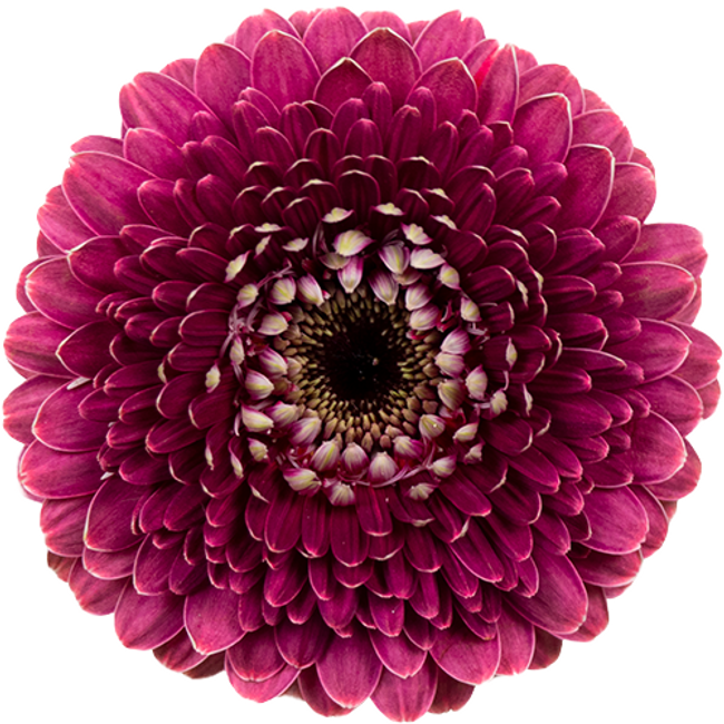 Gerber Pom Chique can