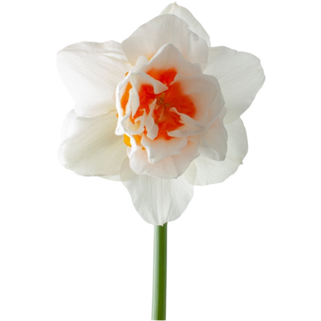 Daffodil Romantic Paradise hol