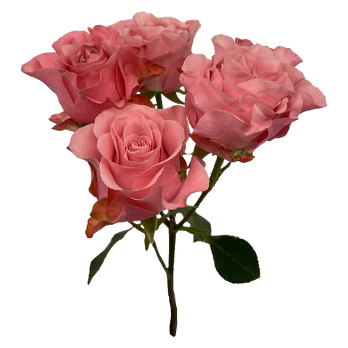 Rose Gdn Valentina 50cm florec
